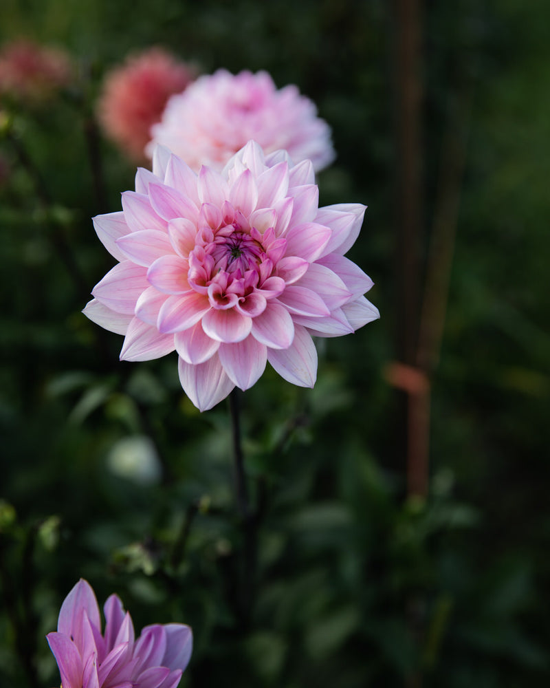 Dahlia Karma Prospero