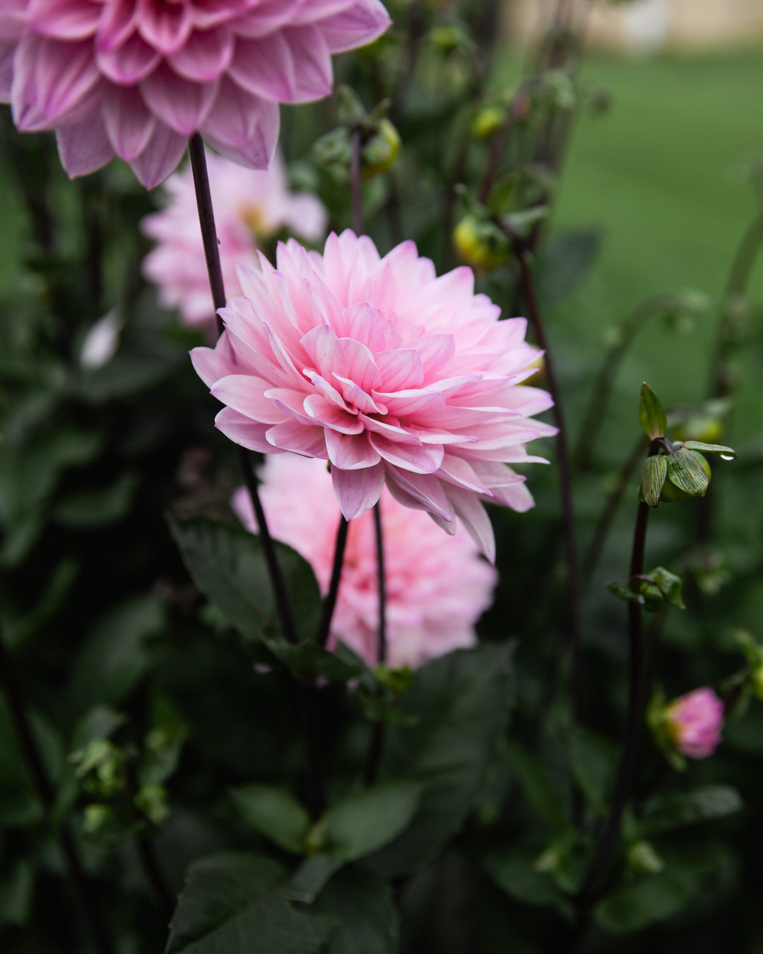 Dahlia Karma Prospero Petal Back Farm