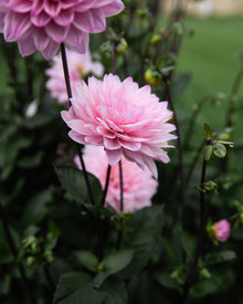 Dahlia Karma Prospero Petal Back Farm
