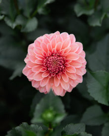 Dahlia KA's® Boho Peach