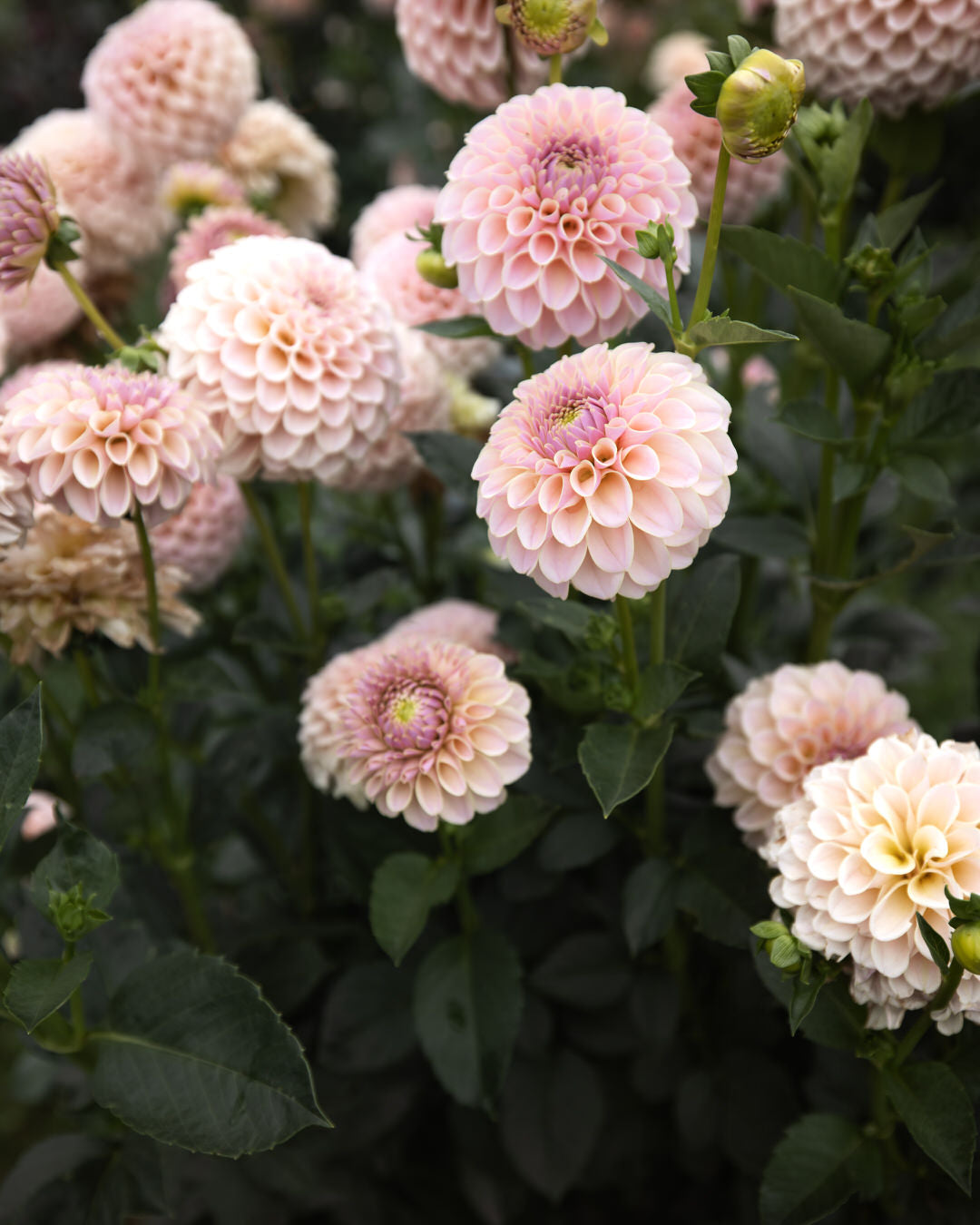 KA's Cinder Rose Dahlia Tubers Sale