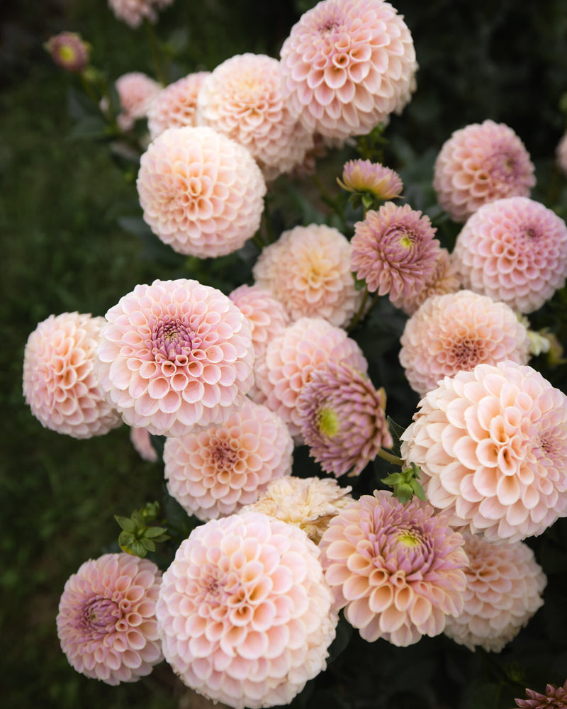 KA's Cinder Rose Dahlia Tubers Sale