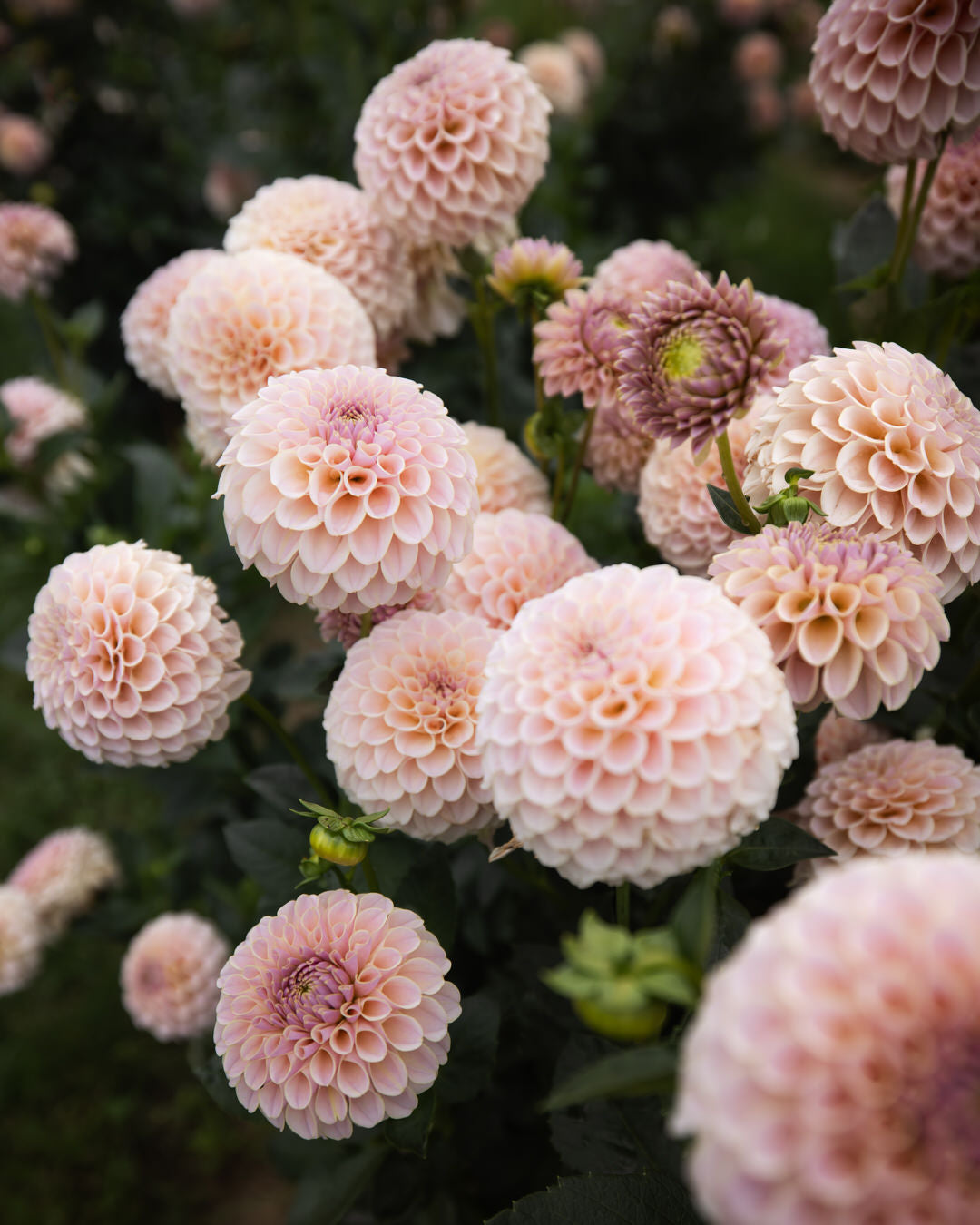 KA's Cinder Rose Dahlia Tubers Sale