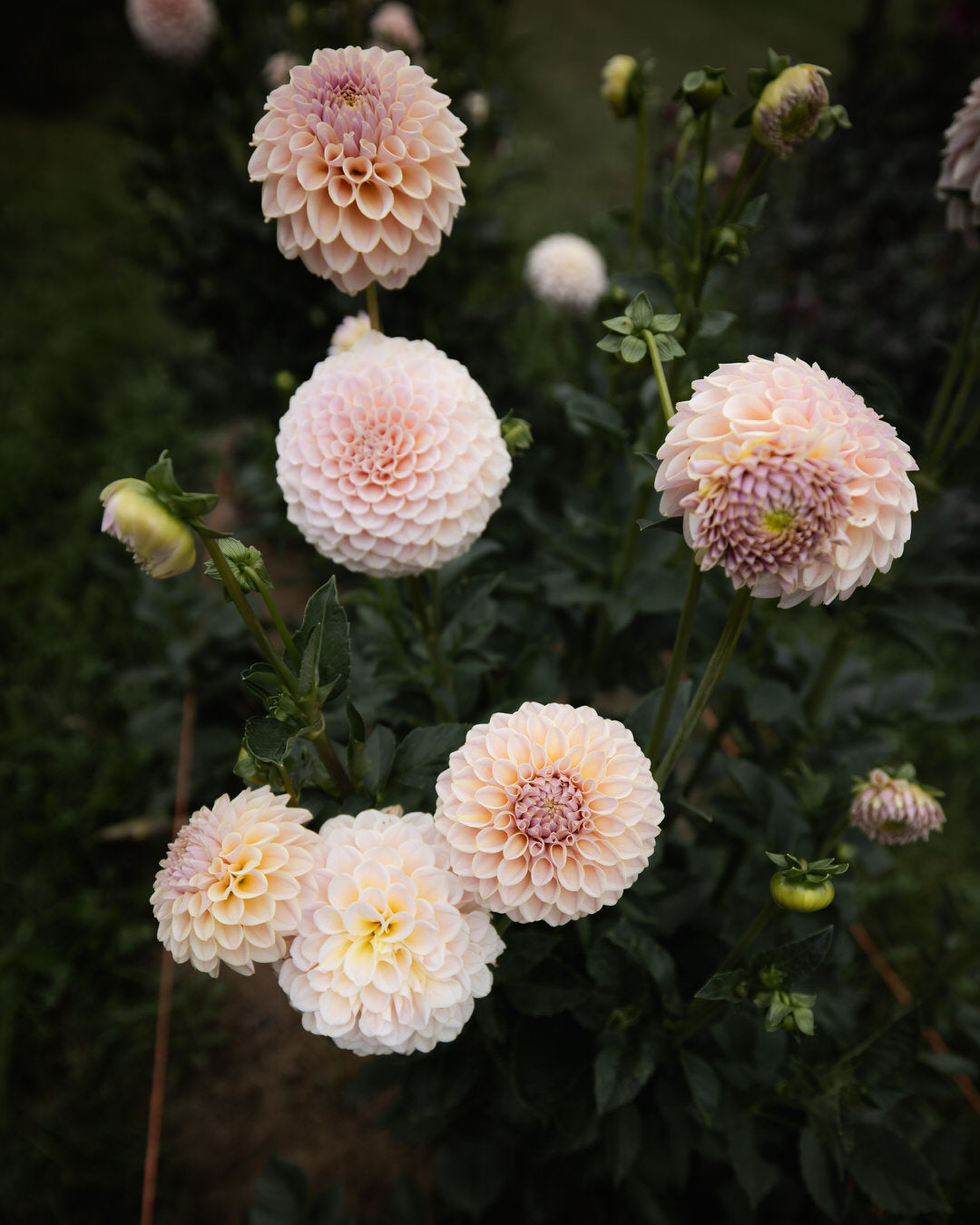 KA's Cinder Rose Dahlia Tubers Sale