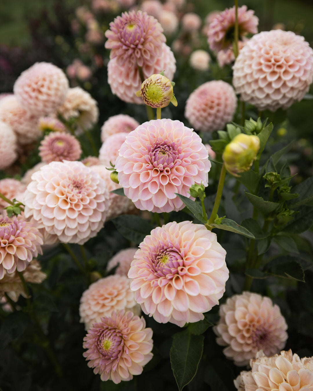 KA's Cinder Rose Dahlia Tubers Sale