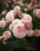 KA's Cinder Rose Dahlia Tubers Sale