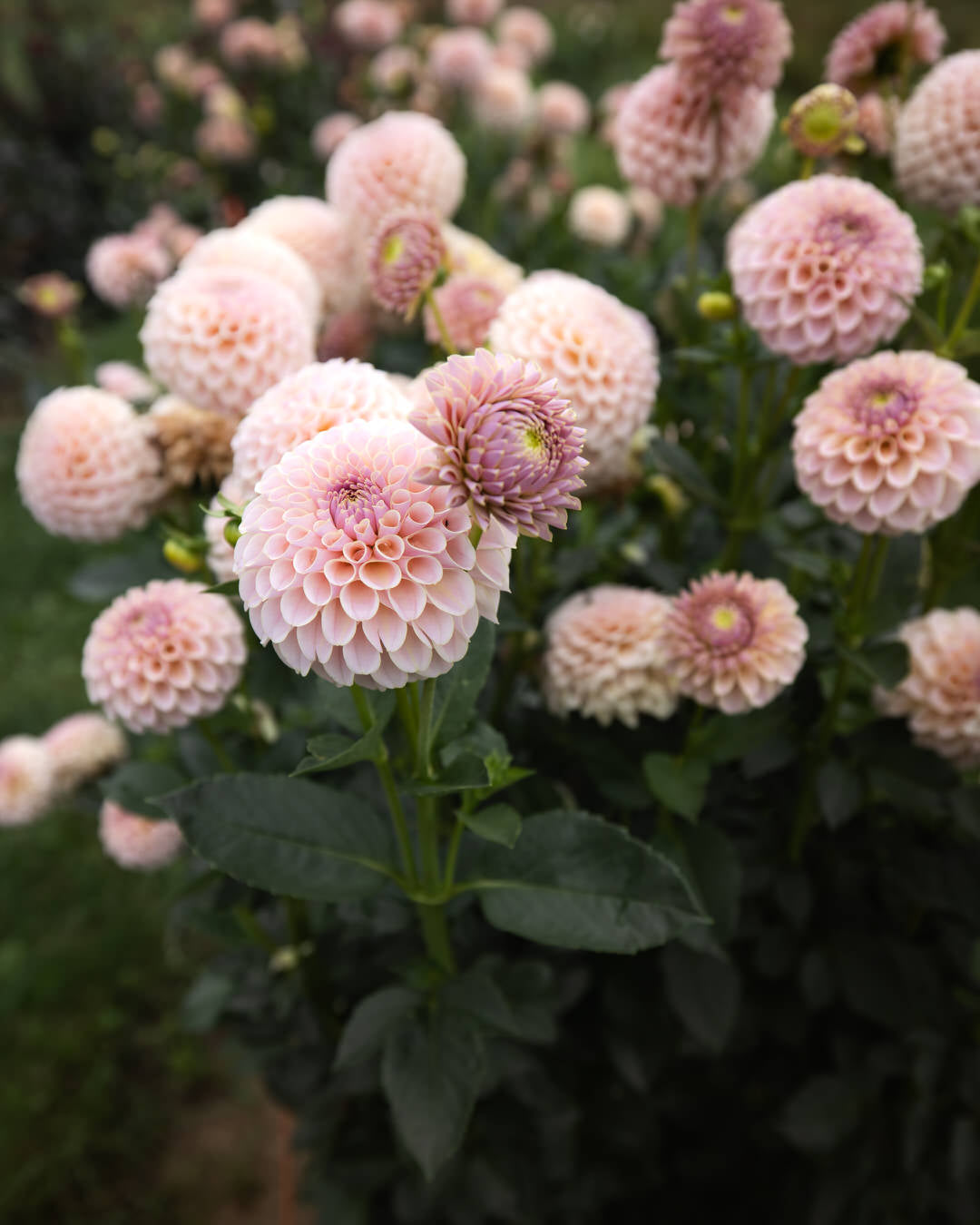 KA's Cinder Rose Dahlia Tubers Sale