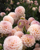 KA's Cinder Rose Dahlia Tubers Sale