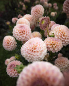 KA's Cinder Rose Dahlia Tubers Sale