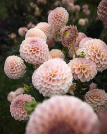 KA's Cinder Rose Dahlia Tubers Sale