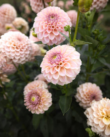 KA's Cinder Rose Dahlia Tubers Sale