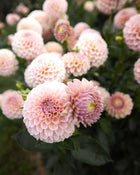 KA's Cinder Rose Dahlia Tubers Sale
