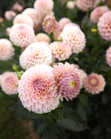 KA's Cinder Rose Dahlia Tubers Sale