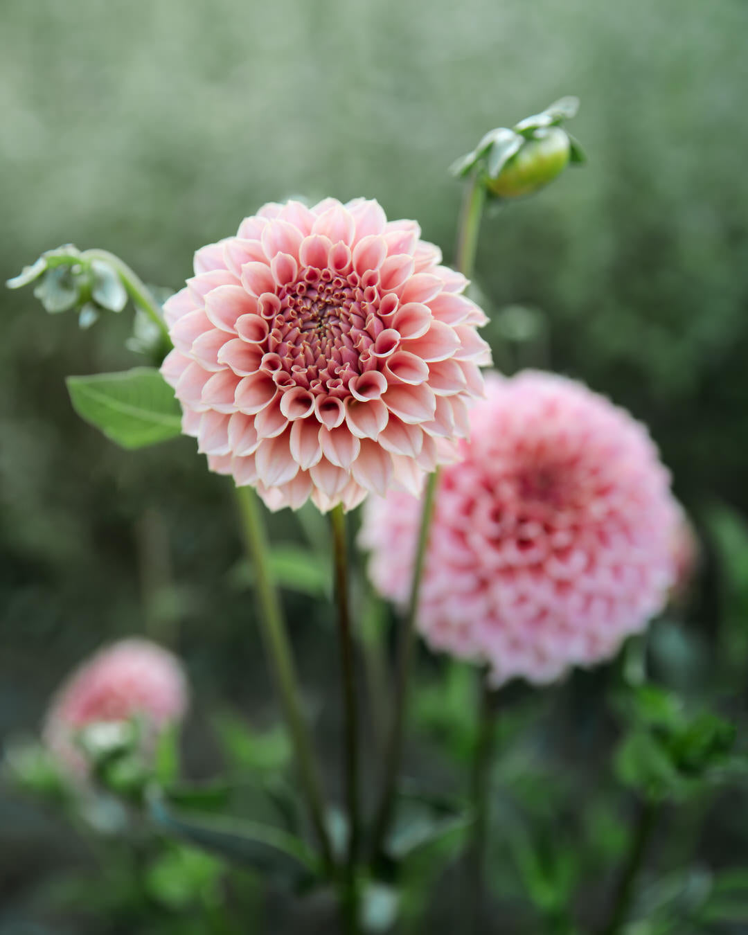 Dahlia KA's Coral Sea