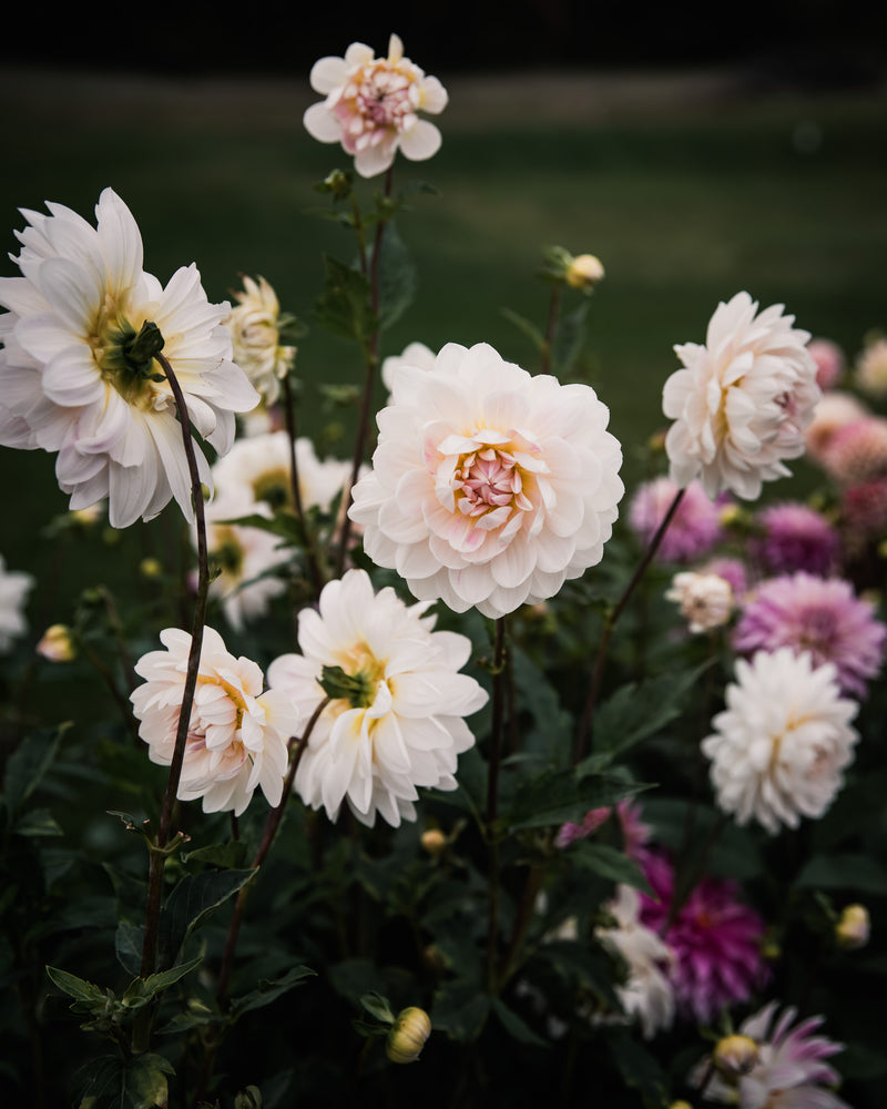 Dahlia Kelgai Ann Tuber Sale