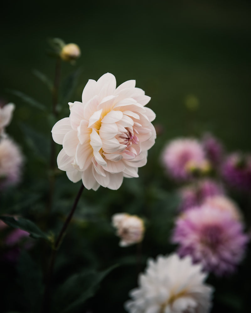 Dahlia Kelgai Ann Tuber Sale