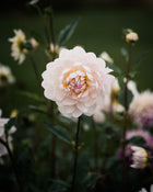 Dahlia Kelgai Ann Tuber Sale