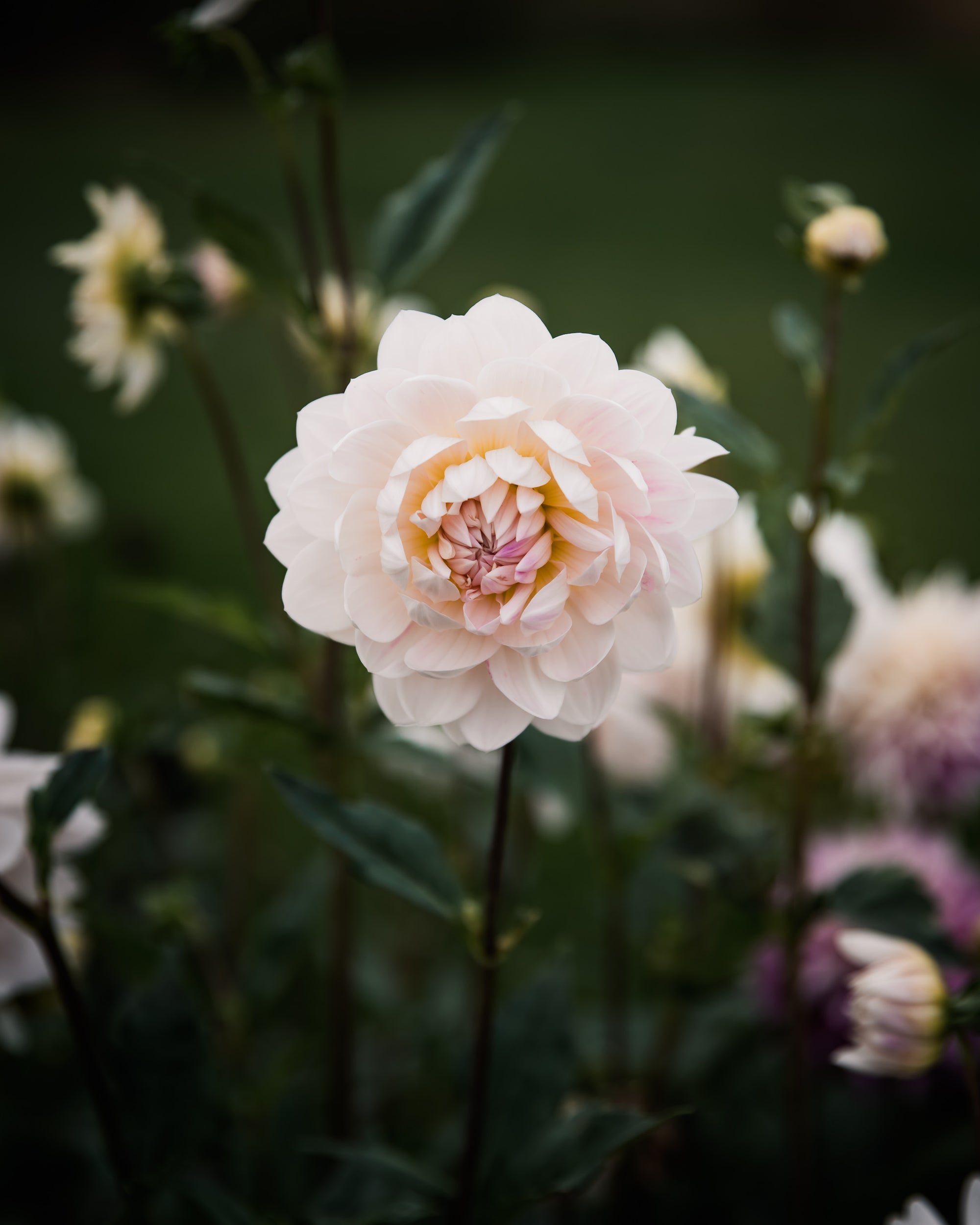 Dahlia Kelgai Ann Tuber Sale