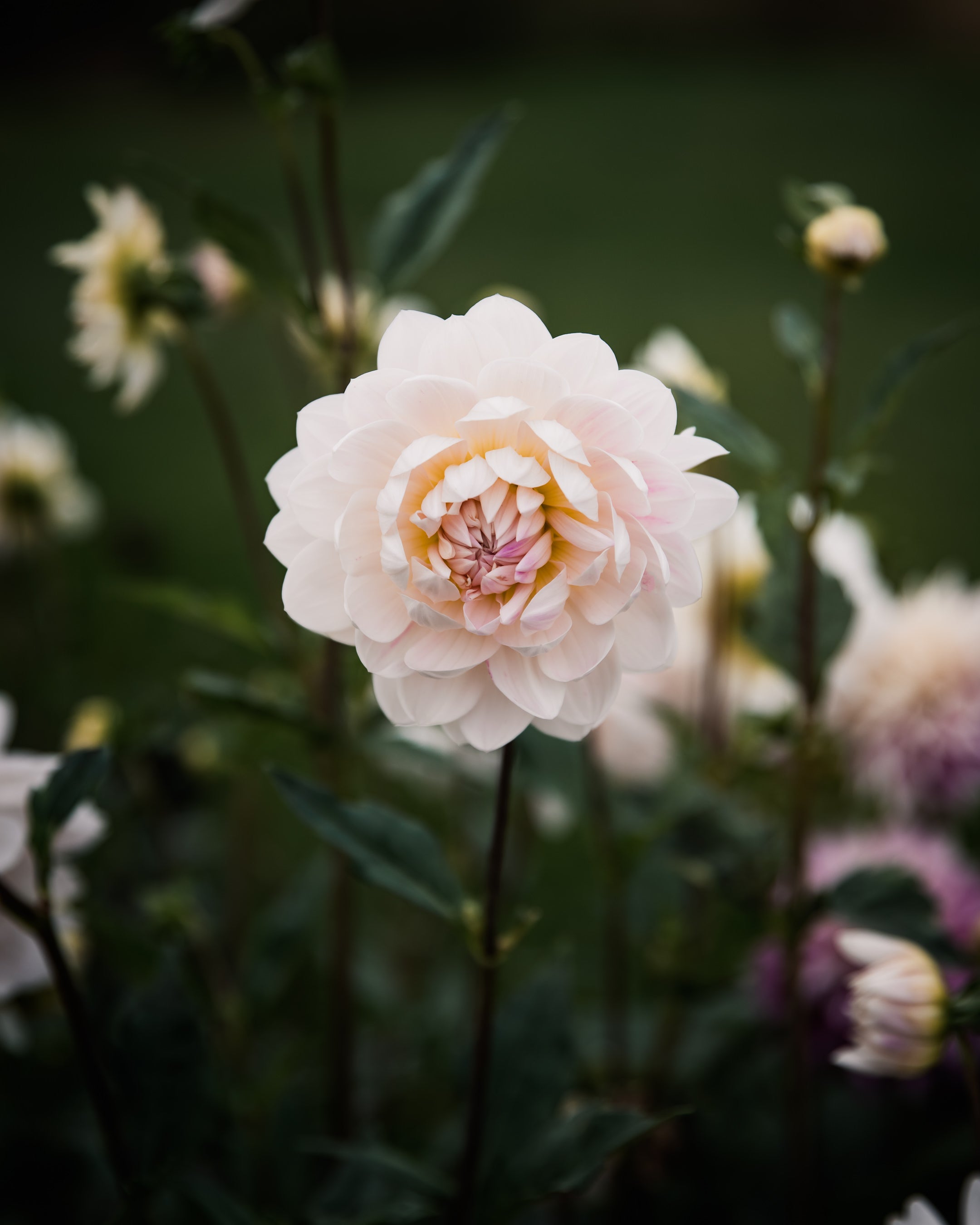 Dahlia Kelgai Ann Tuber Sale