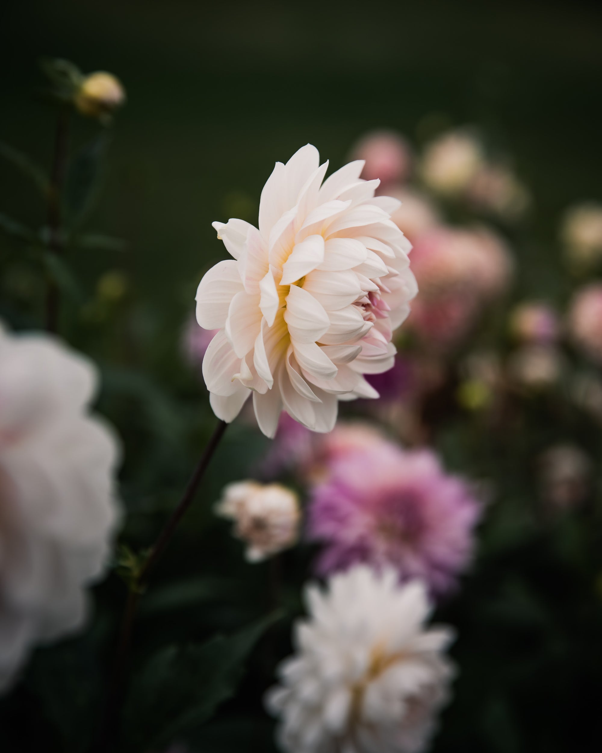 Dahlia Kelgai Ann Tuber Sale