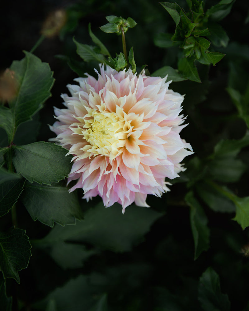 Dahlia Kogane Fubuki