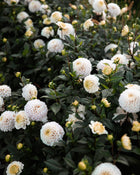 Dahlia Kona (Rare)