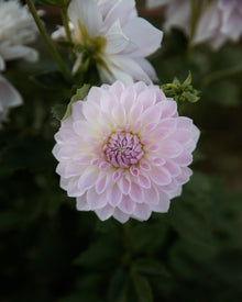 Dahlia Lakeview Premier