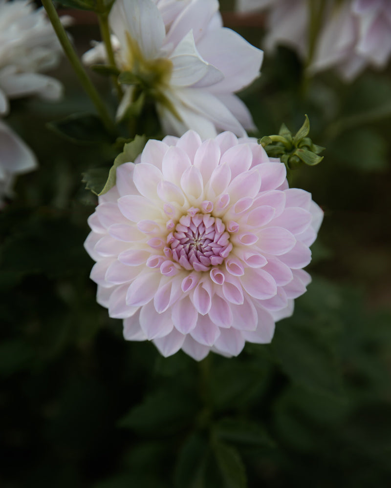 Dahlia Lakeview Premier