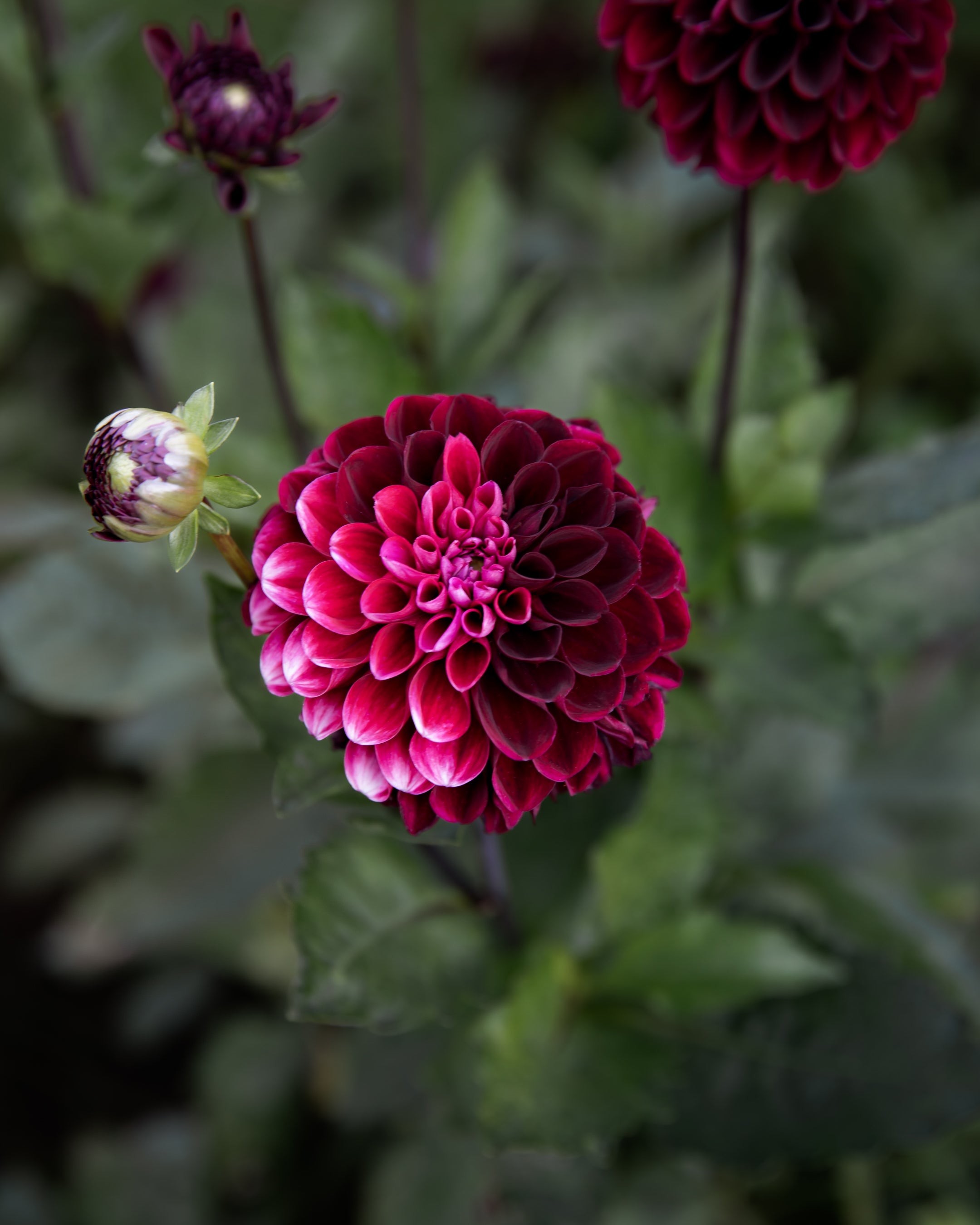 Dahlia Lights Out