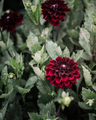 Dahlia Lights Out