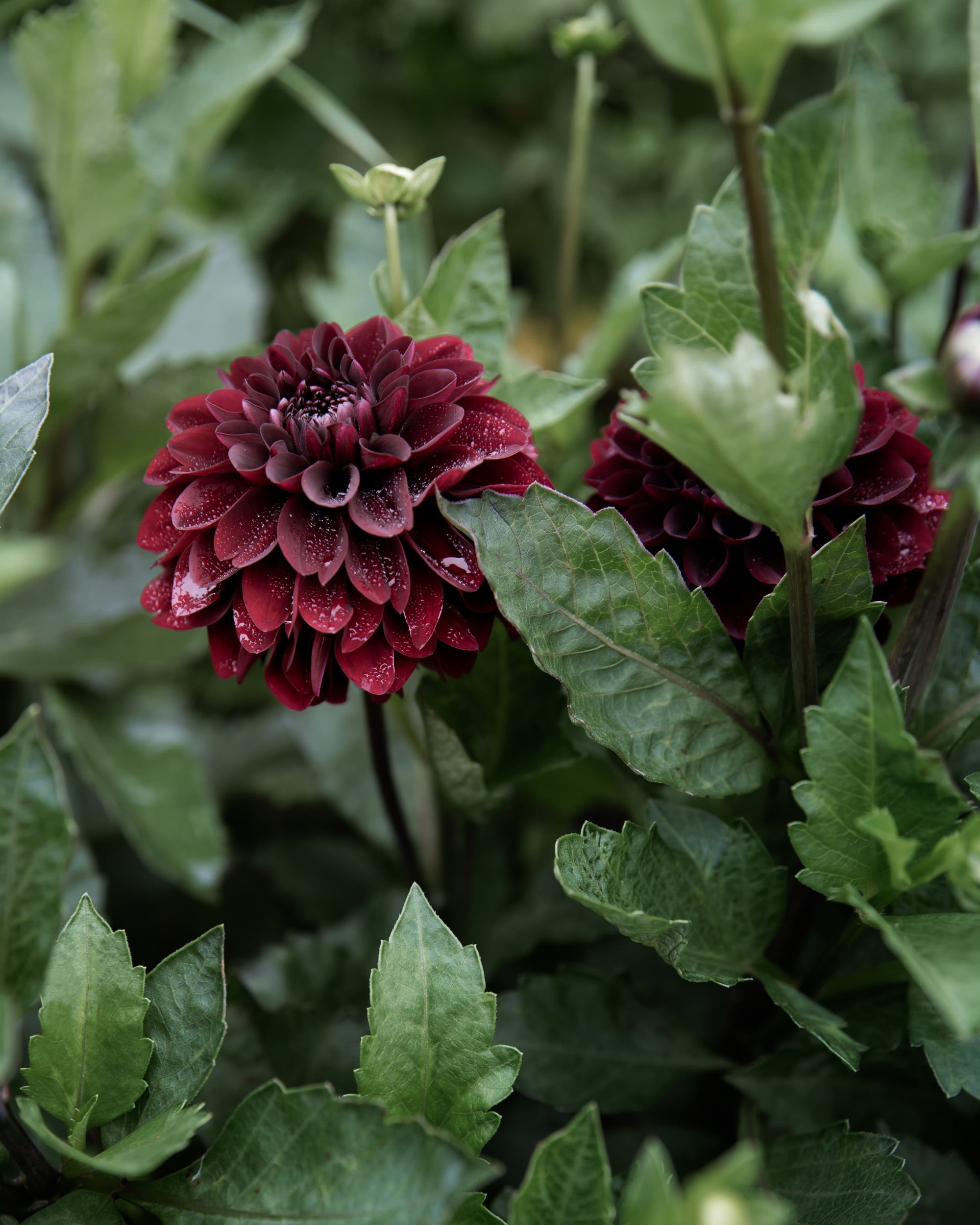 Dahlia Lights Out