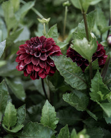 Dahlia Lights Out