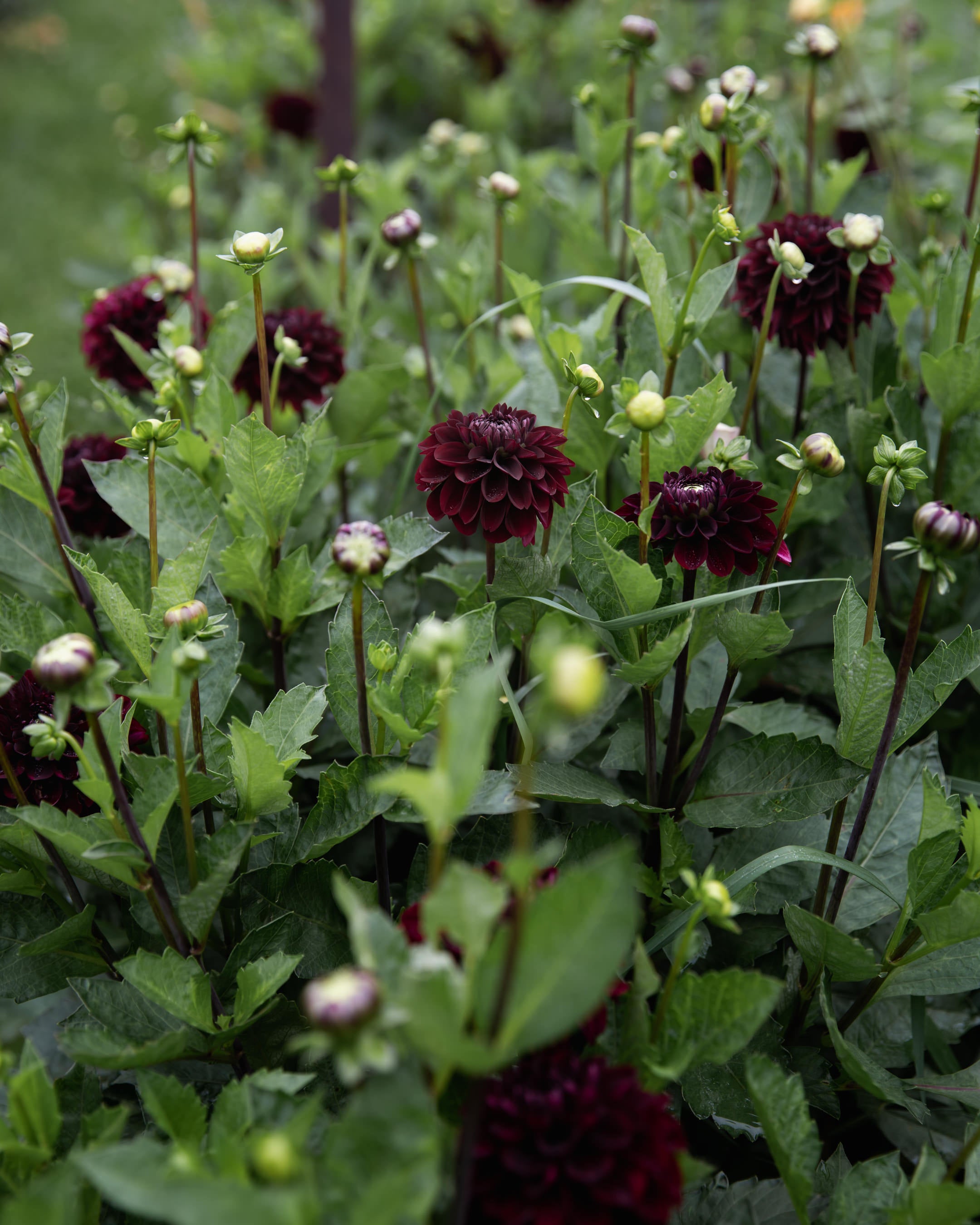 Dahlia Lights Out