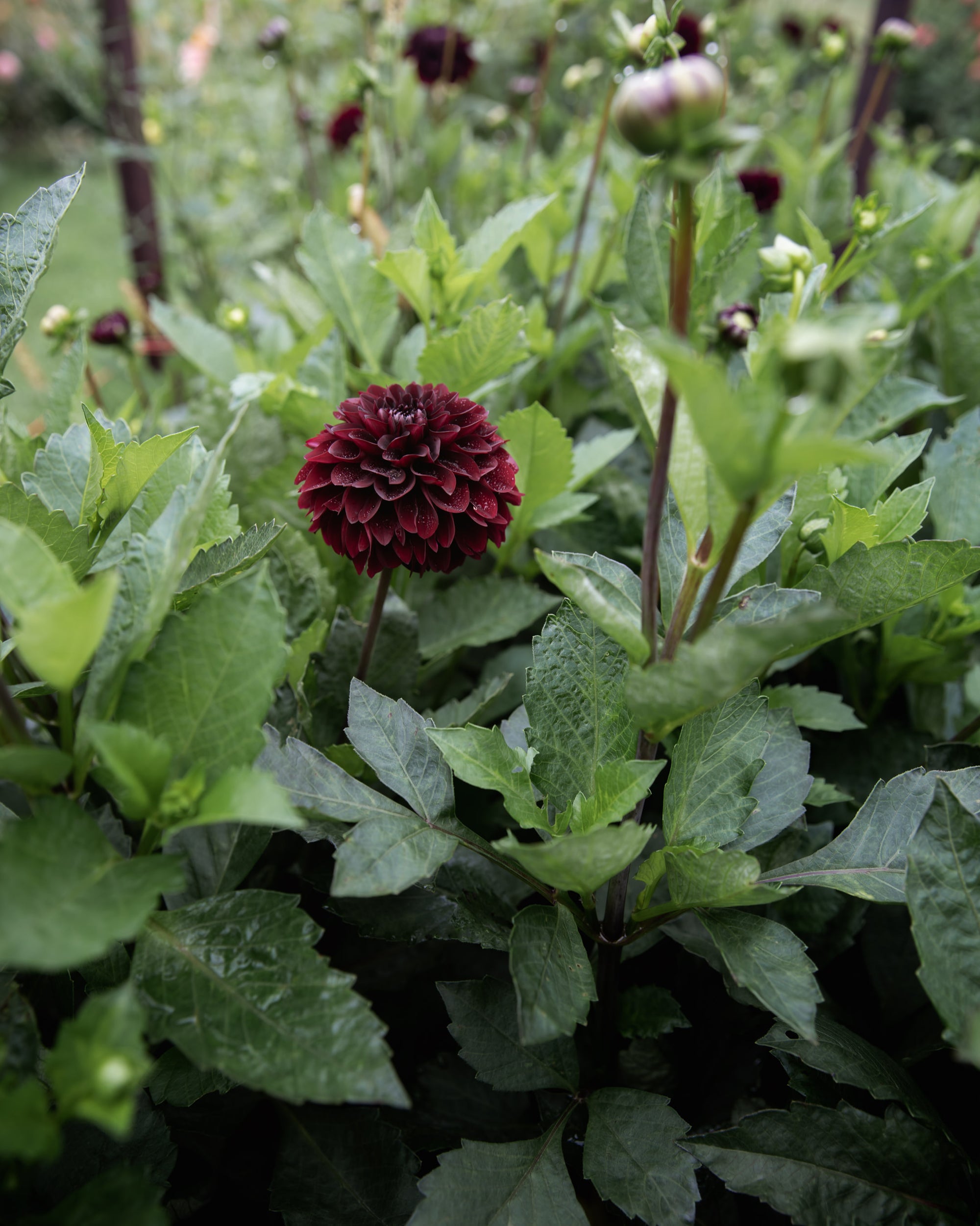 Dahlia Lights Out
