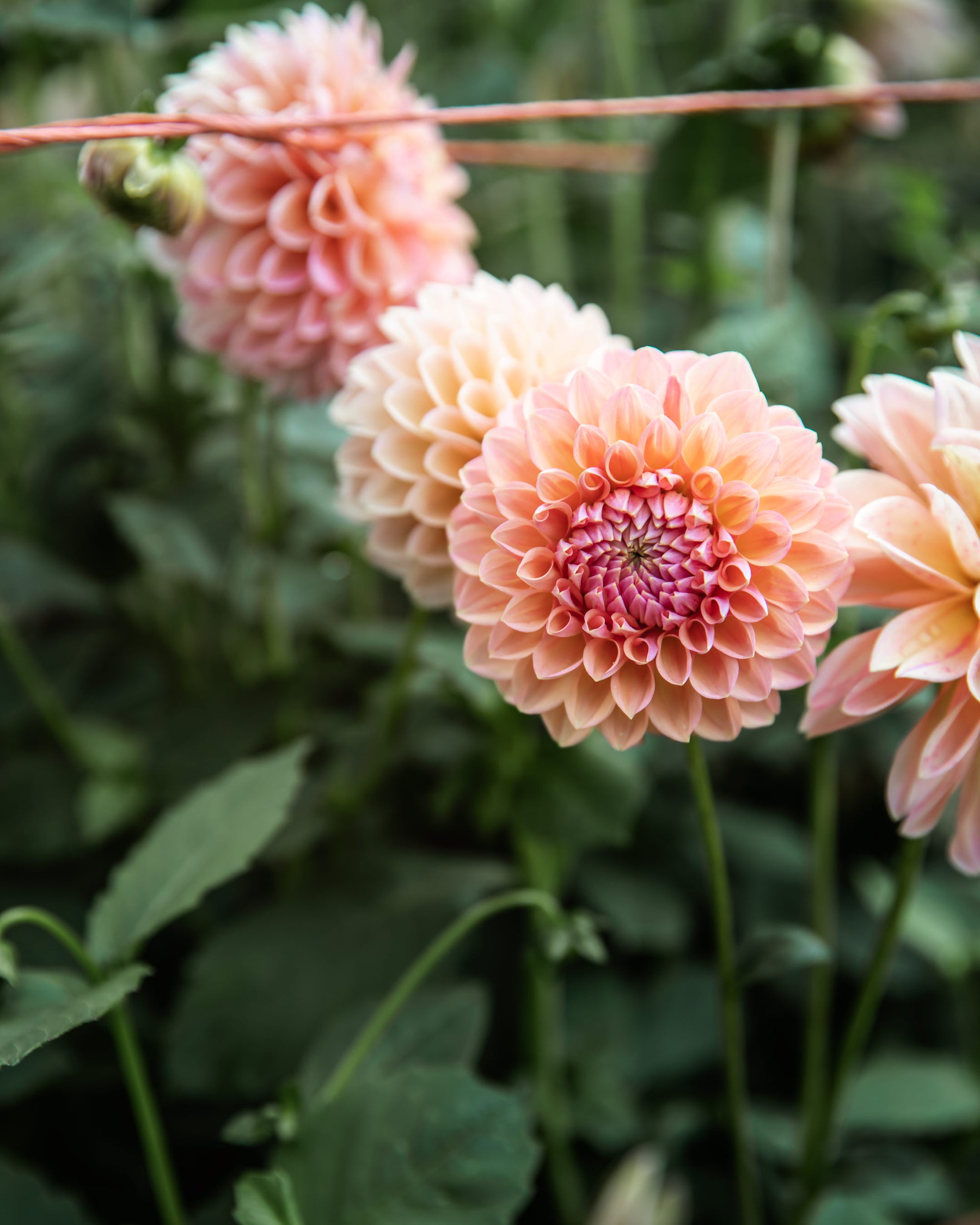 Dahlia Linda's Baby Tuber Sale