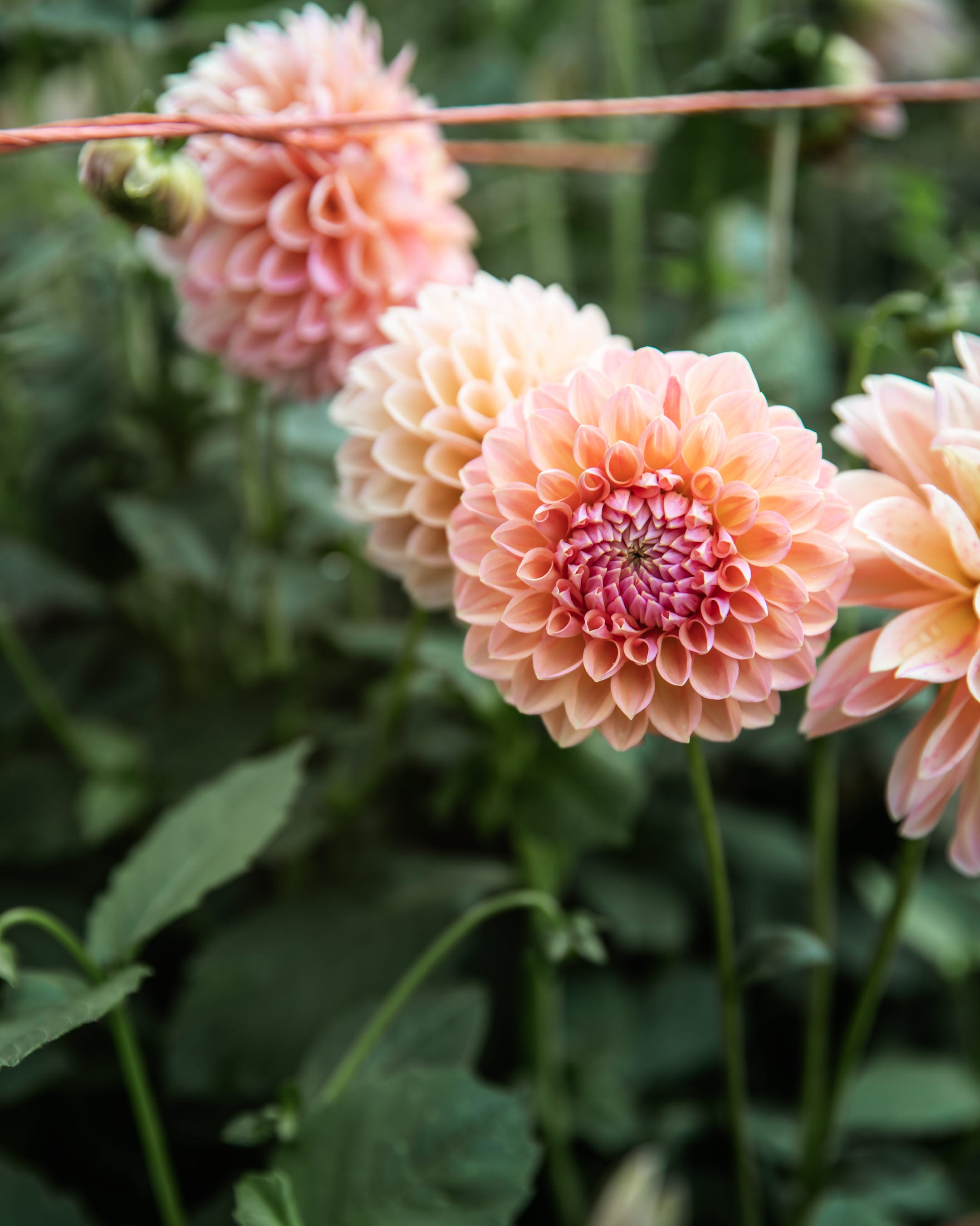 Dahlia Linda's Baby Tuber Sale