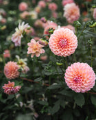 Dahlia Linda's Baby Tuber Sale
