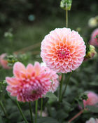 Dahlia Linda's Baby Tuber Sale