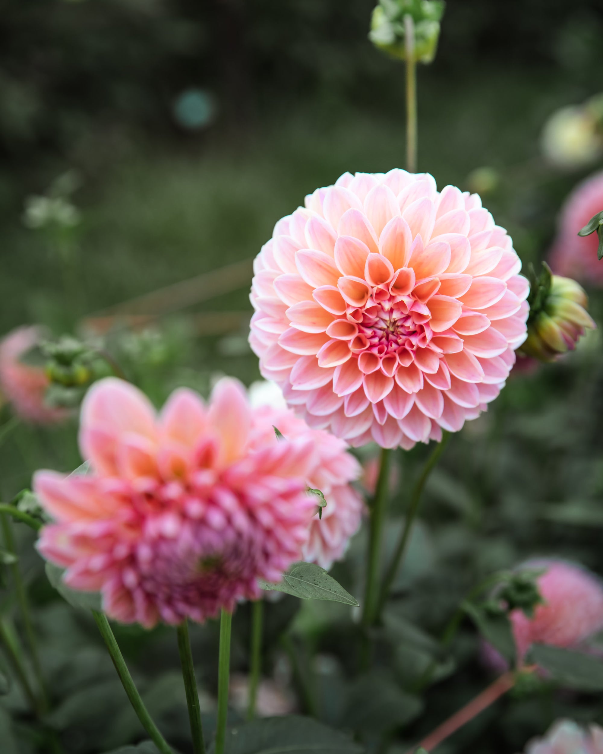 Dahlia Linda's Baby Tuber Sale