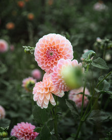 Dahlia Linda's Baby Tuber Sale