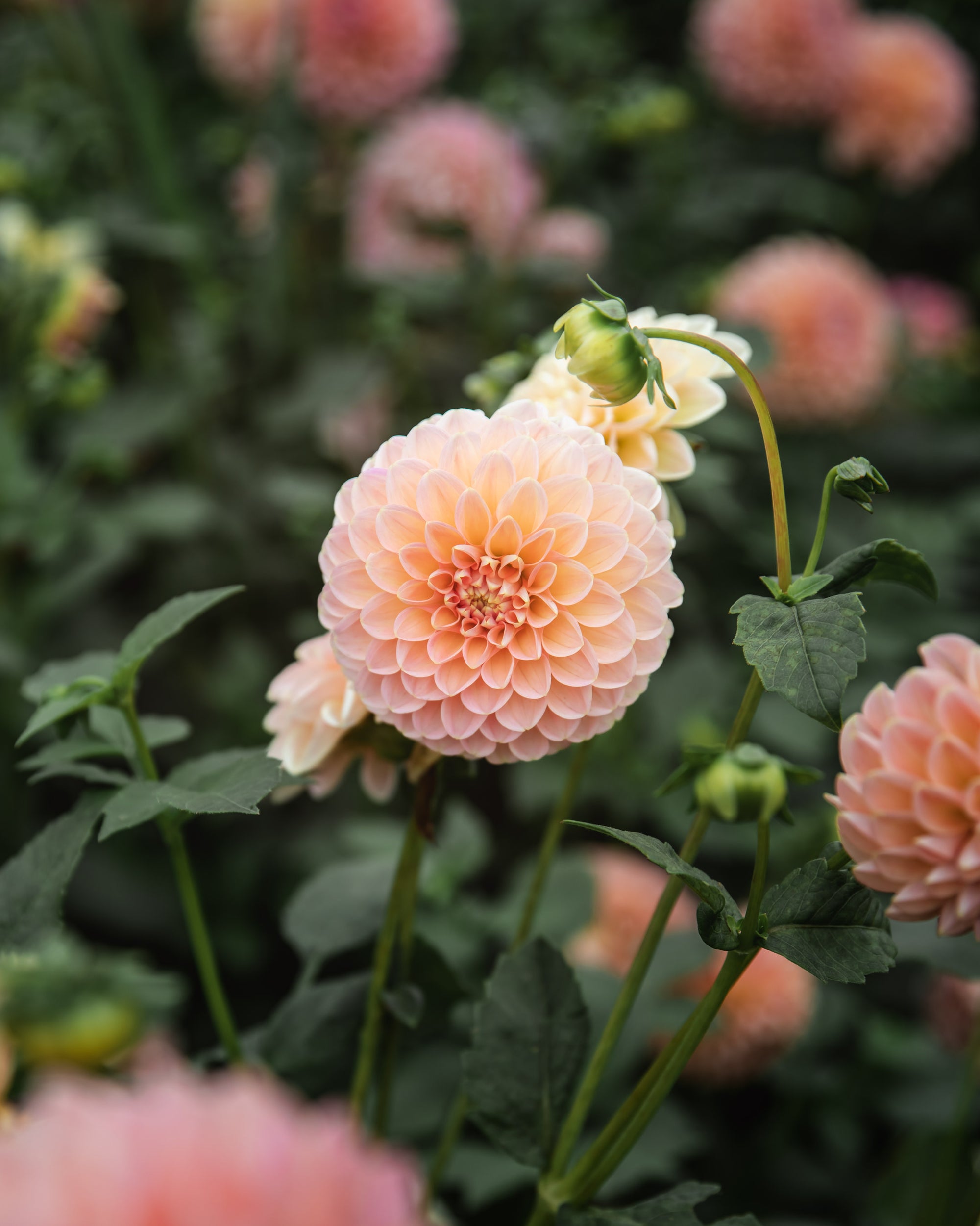 Dahlia Linda's Baby Tuber Sale