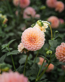 Dahlia Linda's Baby Tuber Sale