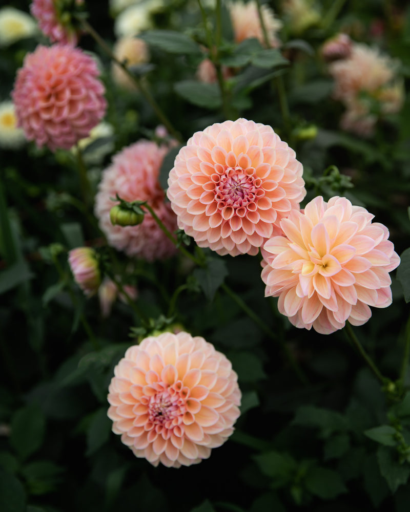Dahlia Linda's Baby Tuber Sale
