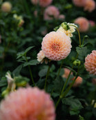 Dahlia Linda's Baby Tuber Sale