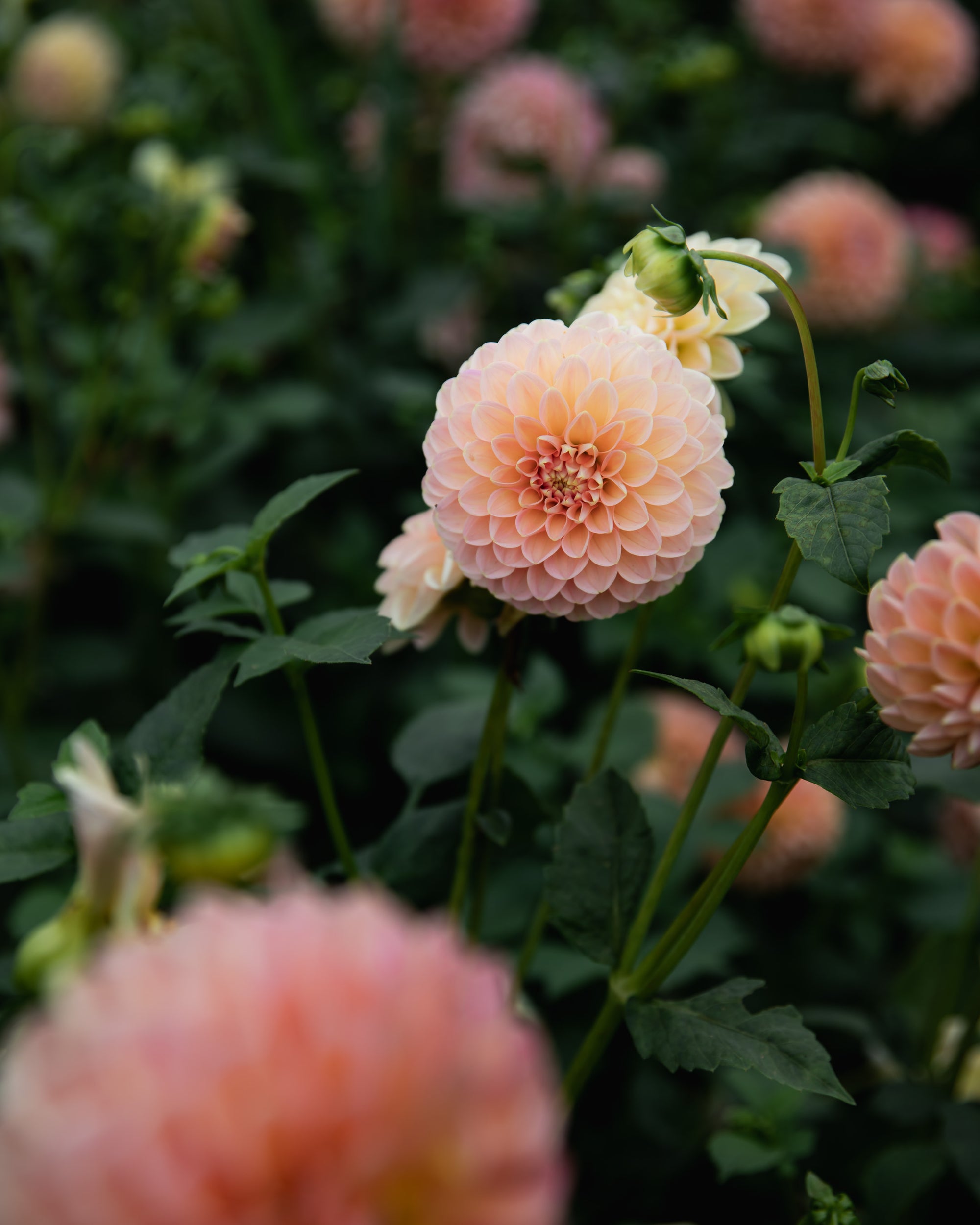 Dahlia Linda's Baby Tuber Sale