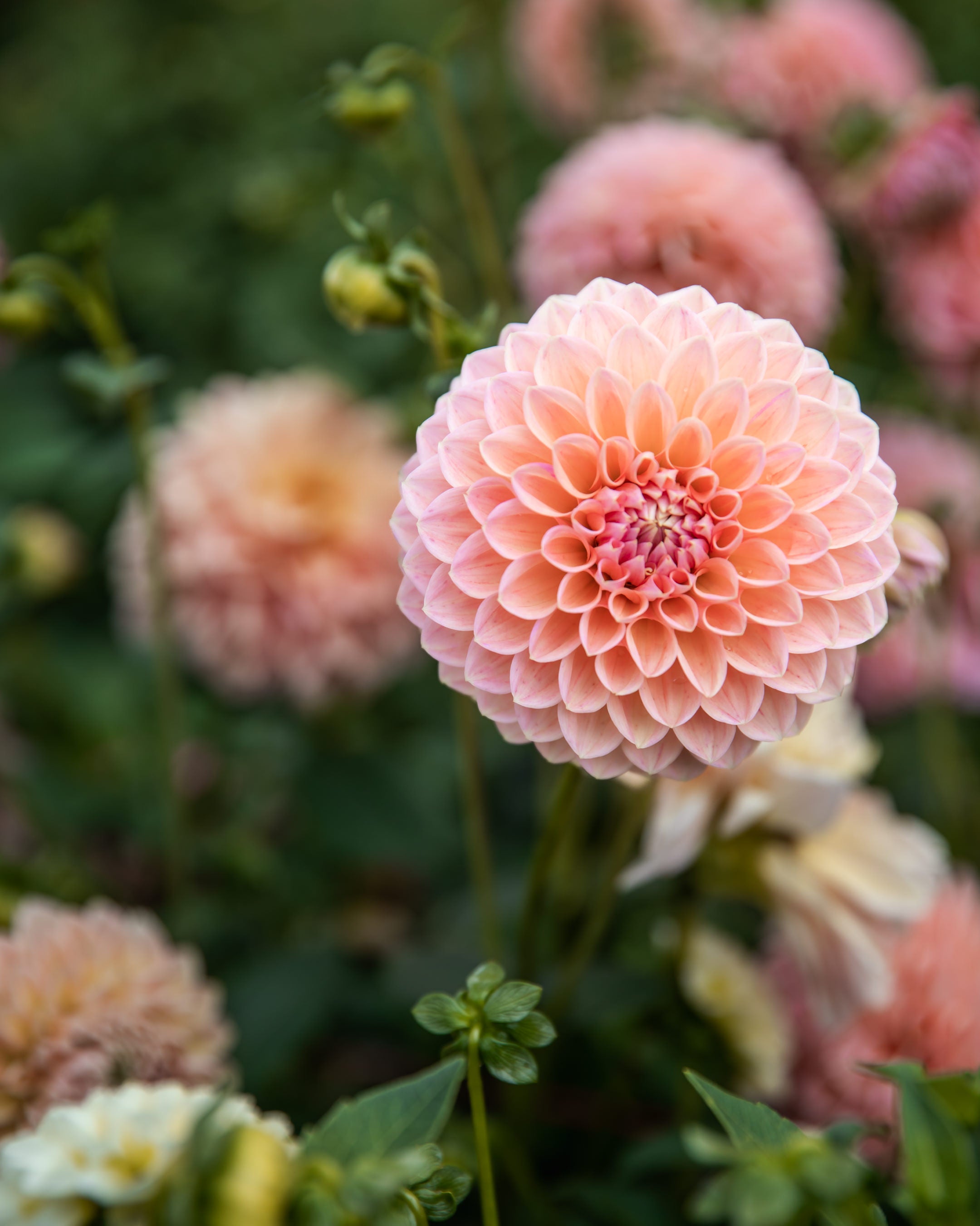 Dahlia Linda's Baby Tuber Sale