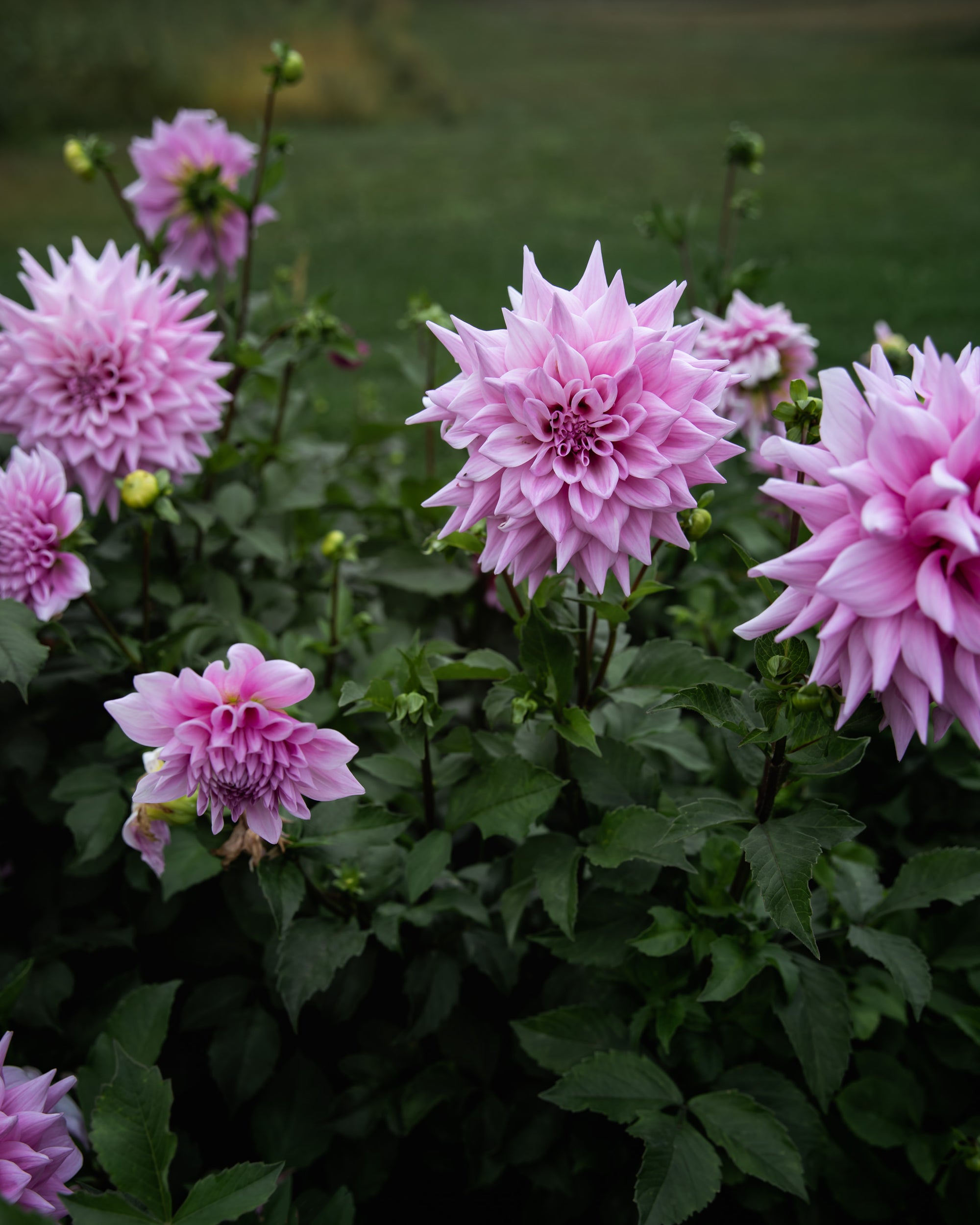 Dahlia Lovely Lana Tuber Sale