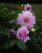 Dahlia Lovely Lana Tuber Sale