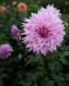 Dahlia Lovely Lana Tuber Sale