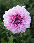 Dahlia Lovely Lana